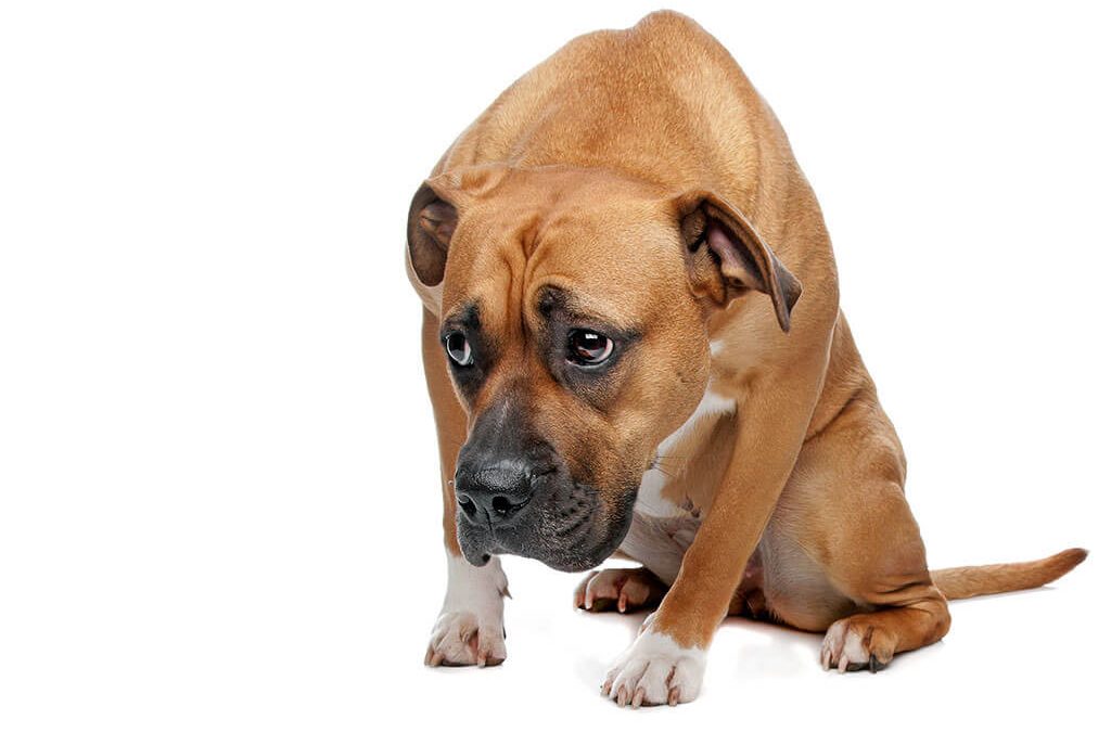 New Bill Criminalizes Animal Abuse