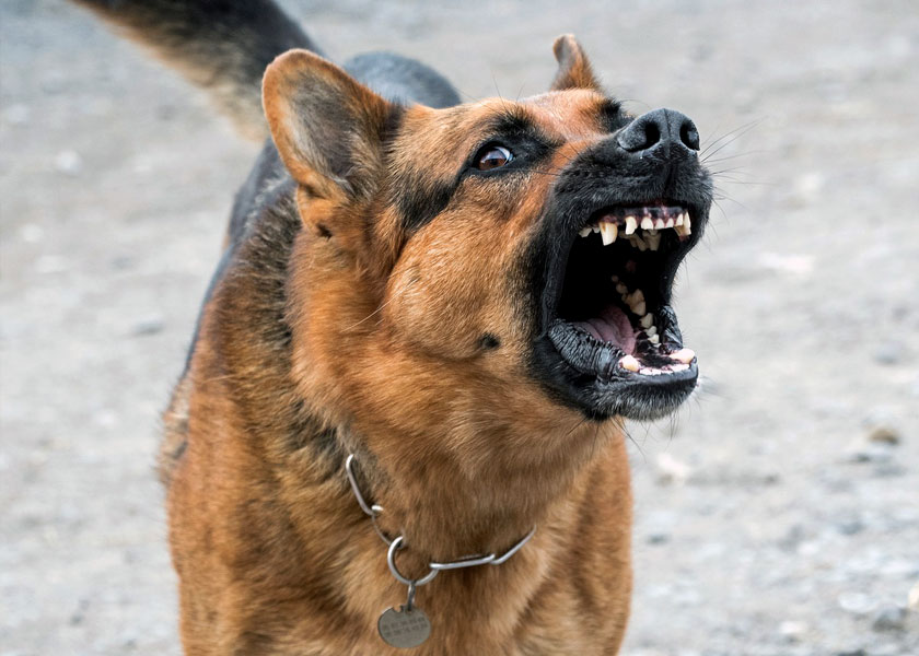 Denver Criminal Defense Attorney, Denver DUI Attorney and Denver Car Accident Attorney dog barking - Dog Bites